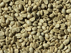 羅布斯塔咖啡樹籽萃取