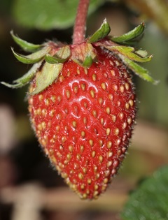 草莓萃取