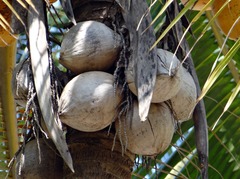 椰子殼去角質粉